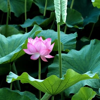 ★ピラミッドアジサイ・ノリウツギ・ハスなど夏の花　2024