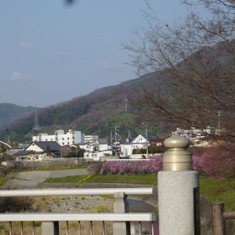 ４月５日(木)「遍路橋から」(てまりさん)