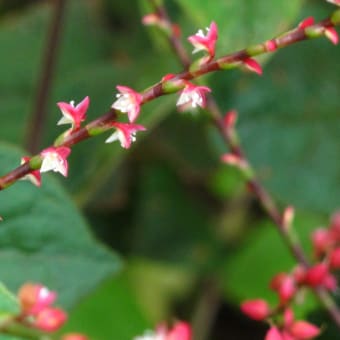 水引の花