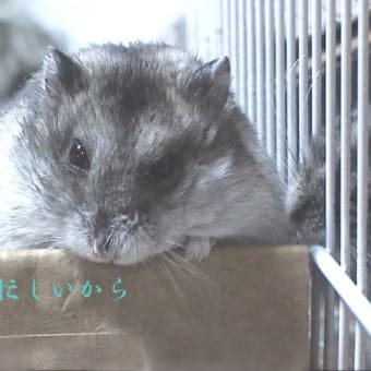 「日々の忙しさに忙殺されて」って？
