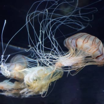 20250507　越前松島水族館