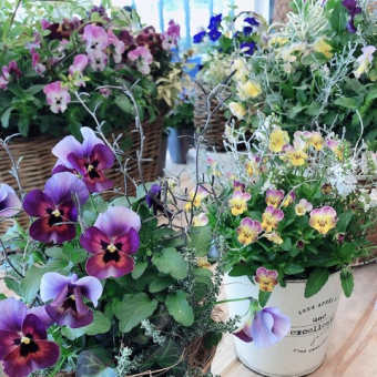 玄関を飾る寄せ植え