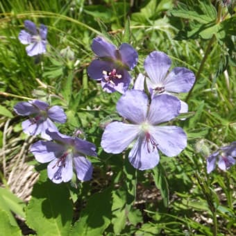 尻別岳登山　2013/06/09