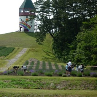 八峰町ラベンダーまつり’１４