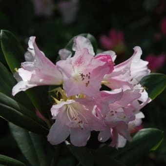 平成最後の皇居一般公開と皇居周辺の桜を見た
