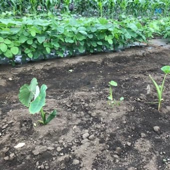 Hilo‘s Farm 万願寺唐辛子を初収穫