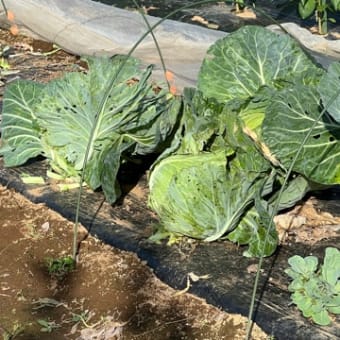 害虫が活発に