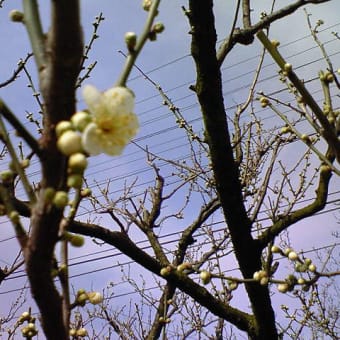 梅が咲いた～っ　　　〔自然〕