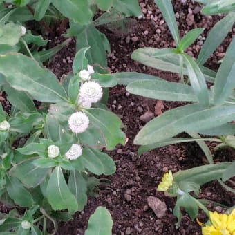 お花で一休み（194）開花期間は千日？実は苞を愛でている植物