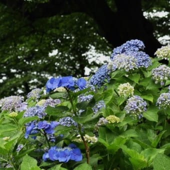 権現堂公園の紫陽花