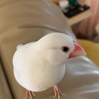 goo blogからaｍeba ブログへ
