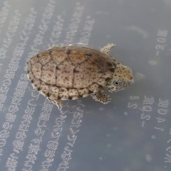 カブトニオイガメ　１週間