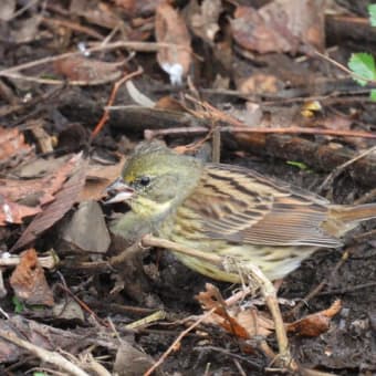 オオタカ・ミサゴが飛ぶ菅生沼の葦原