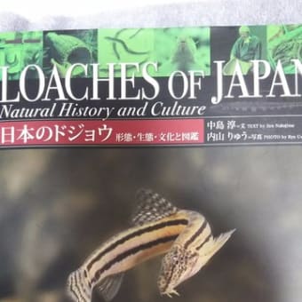 仔メダカさん達を水槽に 水流の問題など キツネトイシ日記
