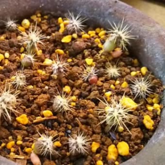 サボテン植え替え