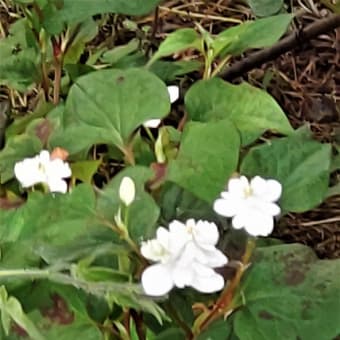 ドクダミの花