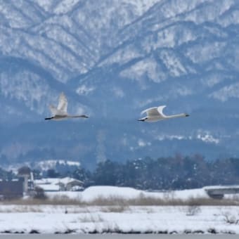 春を告げる白鳥の飛来