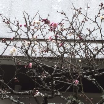 京都の「異国風情」