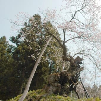 5月のオオタカ