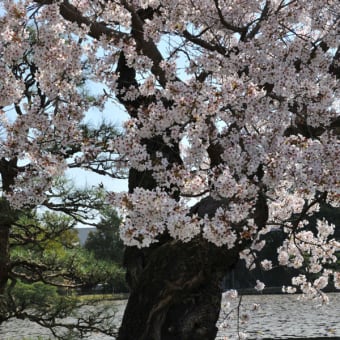 津山市の桜