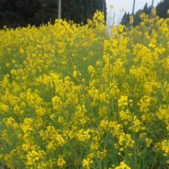 菜の花フェスティバル