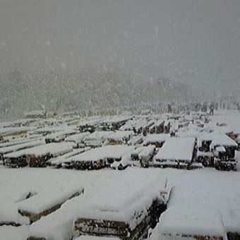 大雪の材木市！
