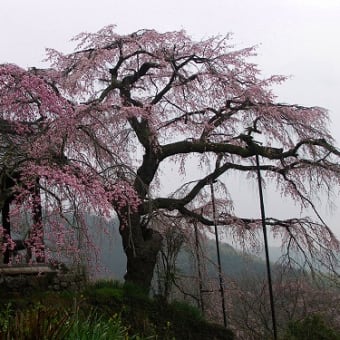 地蔵禅院