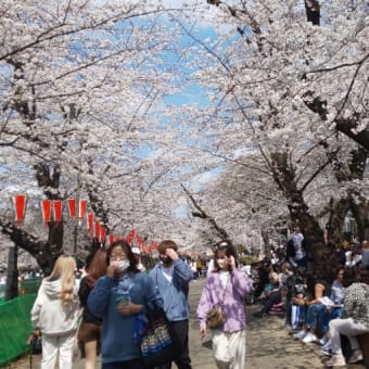上野公園 と忍ばずの池の桜