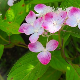 紫陽花。