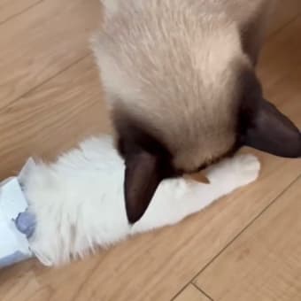 下半身が動かない子猫