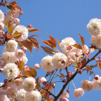 八重の桜