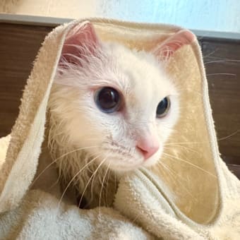 2/22猫の日 ／ 湯上がり美猫とマダム・キーちゃん