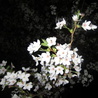 新宿中央公園の夜桜