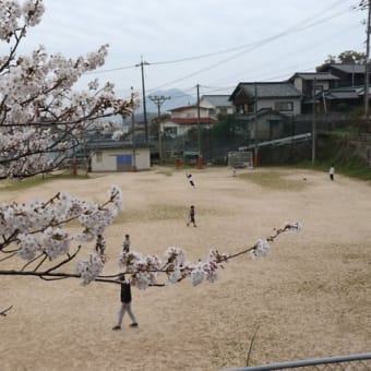 旧田熊小学校の桜