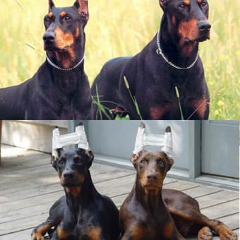 画像一覧 わんこの世界 犬love アンドサイド ブログ 画像一覧 わんこの世界 犬love アンドサイド ブログ