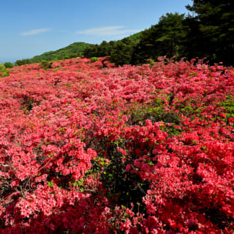 徳仙丈山のツツジを見てきました