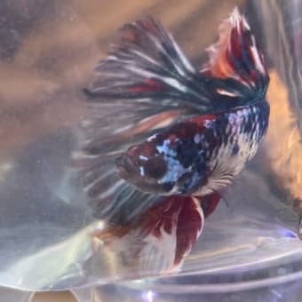 ベトナムオオムカデとタイオオムカデ約15cm - モンスター