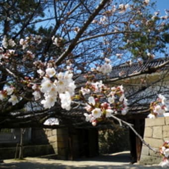 福山の桜　満開