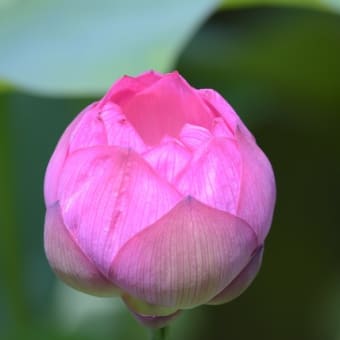 薬師池公園その１
