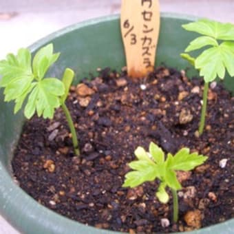 水栽培は発芽しました