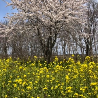 大潟村「桜・菜の花ロード」