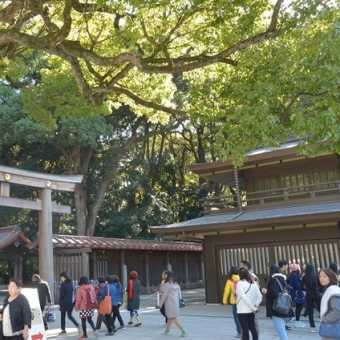 都心の中の杜 明治神宮