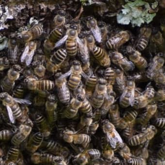 ミツバチの巣分れ（分蜂）