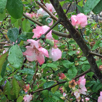 4月17日（日）実家に行って小雨の中、庭に咲く花を撮りました