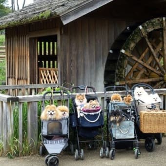 昭和記念公園のコスモス。