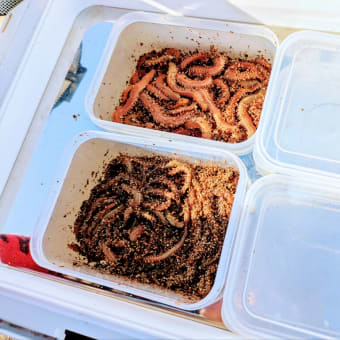 連休最終日も一切の迷いなく館山へ!! 〜館山八幡海岸シロギス釣り〜