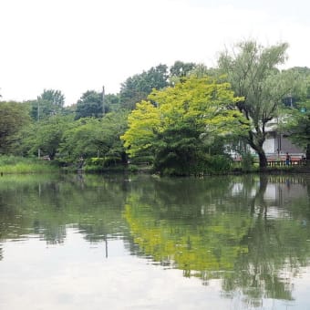 　　緑が濃くなった石神井公園　≪石神井池≫　その６