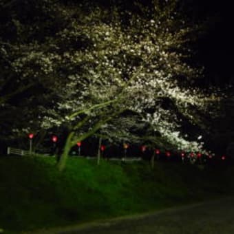夜桜状況（4月2日）（第32回藤枝金毘羅山・瀬戸川桜まつり）