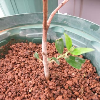 復活したオリーブの苗木🌱とこぼれたトマトの苗🍅と枝豆