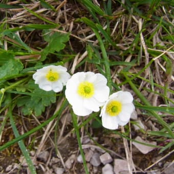 ヨーロッパアルプスで出会った花々　⑦　清楚な白色の花